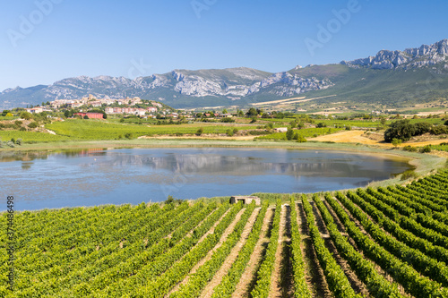 vineyard landscape of la rioja, spain