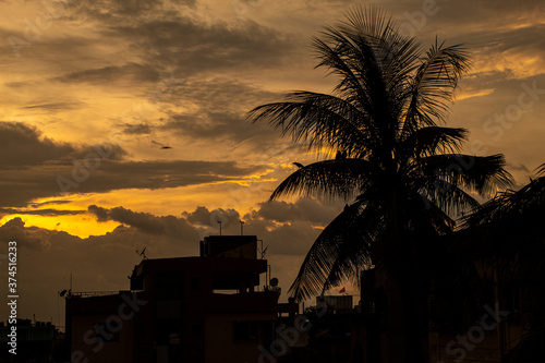 silhouette of a coconut tree at sunset