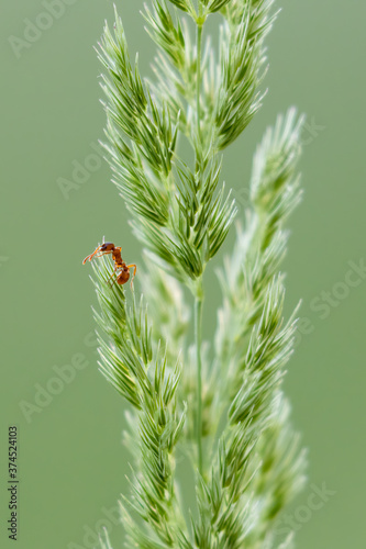 Samotna mrówka na kłosie trawy