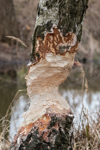 Ślady po bobrze - bóbr auropejski (Castor fiber) ścina drzewo