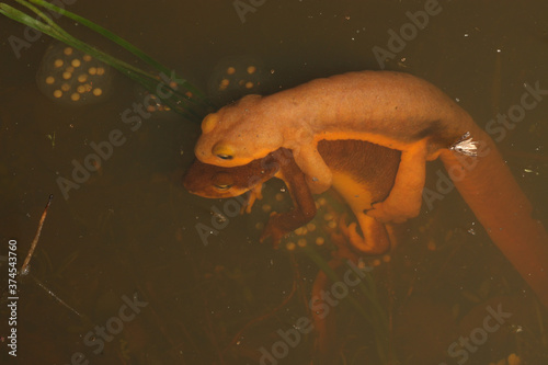 Mating california newts (Taricha torosa) in amplexus floating in a pond. Eggs are near them. The mail clings to the back of the female. 