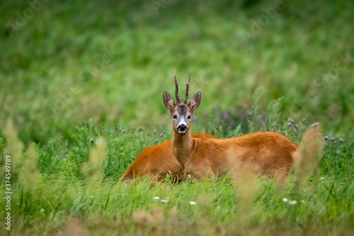 antelope in the wild