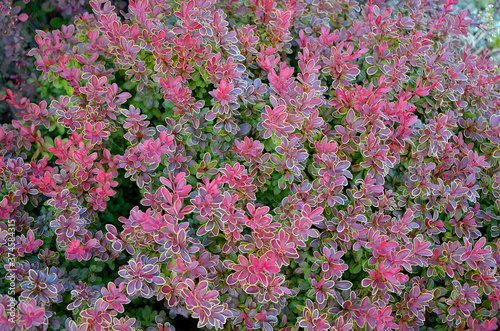 Berberys Thunberga beautiful decorative shrub with red foliage in the garden natural background 