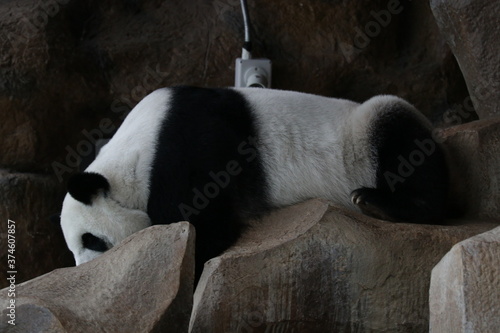 Sleeping Panda on the Rock, Chiangmai Zoo, Thailand