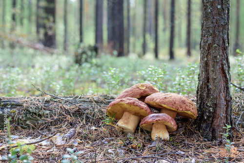 Beautiful boletus with red hat and thick leg collected by mushroom picker by tree in pine forest.