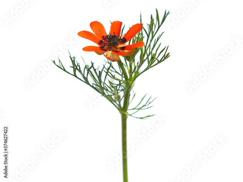 Red orange flower of the Summer pheasant's-eye plant isolated on white, Adonis aestivalis