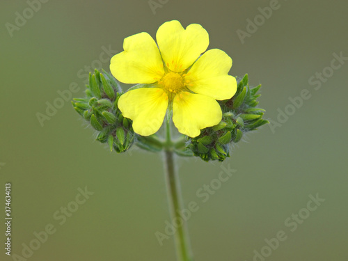 Yellow flower of wild Sulphur cinquefoil. Potentilla recta