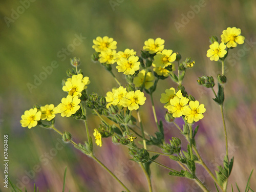 Yellow flowers of wild Sulphur cinquefoil. Potentilla recta