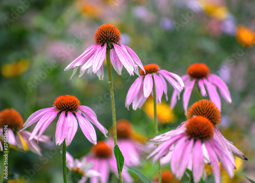 Several of echinacea flowers against a flowers background