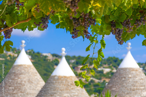 Group of beautiful Trulli, traditional Apulian dry stone hut old houses with a conical roof in Itria Valley, Puglia, Italy, with grapefruit tree