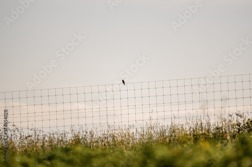 Samotny ptak siedzący na metalowym ogrodzenie