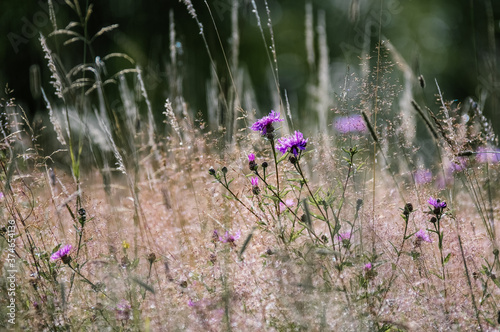 Kompozycja roślinna łąka trawy poranna rosa