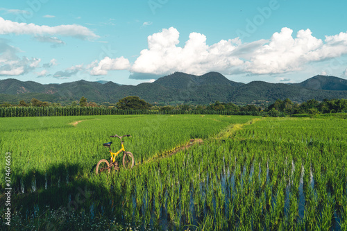 Views of rice fields, rice fields and mountains