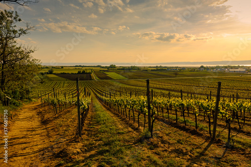 Blick über die Weinberge bei Weiden am See auf die Zitzmannsdorfer Wiesen und den Neusiedler See, Nationalpark Neusiedler See, Burgenland, Österreich