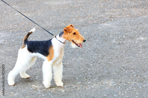 Portrait of a wire-haired fox terrier with a thin leather leash against a background of gray asphalt.