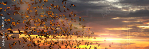 swarm of monarch butterflies, Danaus plexippus cloud during sunset