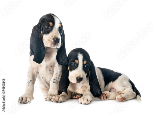  puppies bernese Schweizer Laufhund