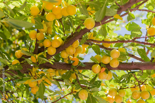 Yellow cherry plum harvest on a branch, bottom view