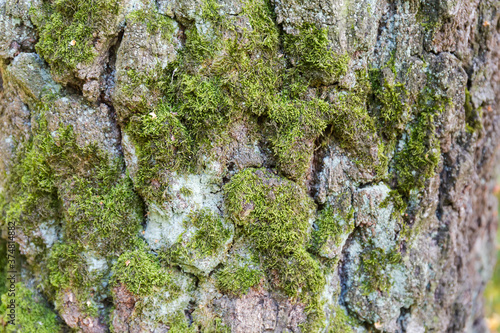 Old birch trunk with cracked and moss-grown bark, background