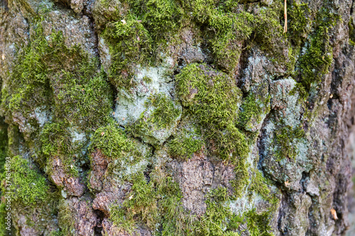 Old birch trunk with cracked and moss-grown bark, background