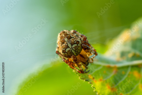 Garden spider trying to hide on a green leaf