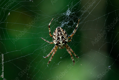 Large Garden spider sitting in the center of the web