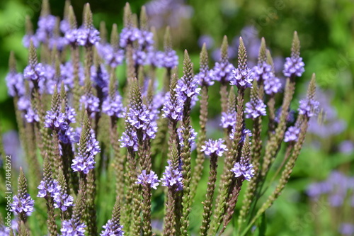 Verbena hastata (American vervain, blue vervain or swamp verbena) beautiful purple flowers. Selective focus