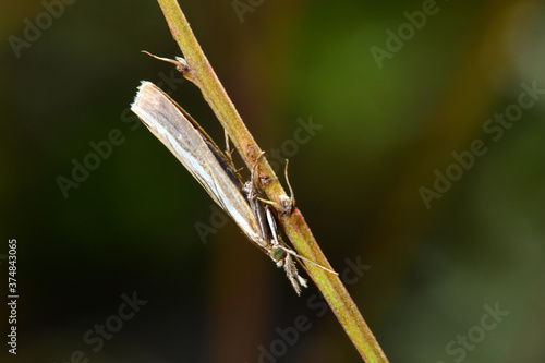 Weißer Graszünsler (Crambus perlella) - grass moth 