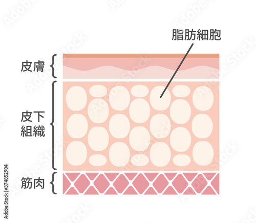 脂肪細胞 皮膚断面図イラスト / 美容・ダイエット 