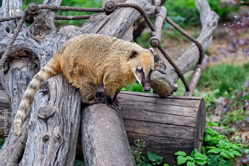 Südamerikanische Nasenbär ( Nasua nasua ) 