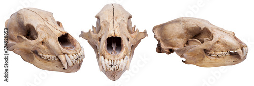 bear skull on isolated white background