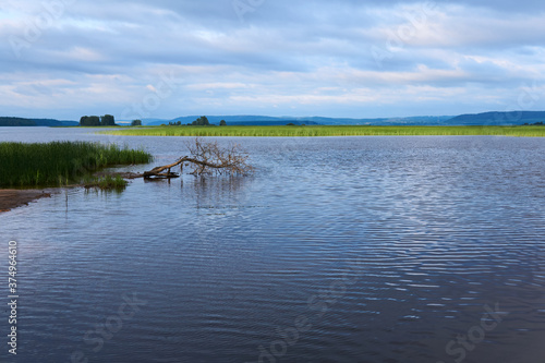 landscape of a flooded river floodplain with reeds