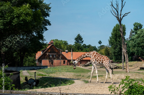 Żyrafa zwierzęta fauna zoo wrocław