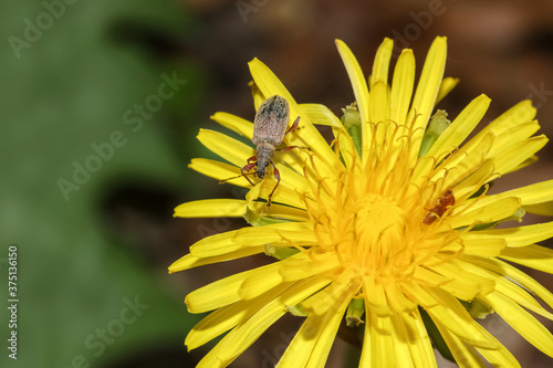 Brauner Rüsselkäfer auf einer gelben Blüte