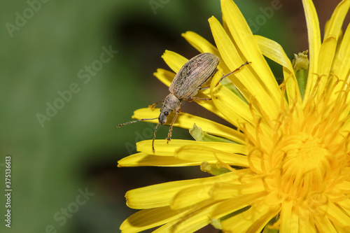 Brauner Rüsselkäfer auf einer gelben Blüte