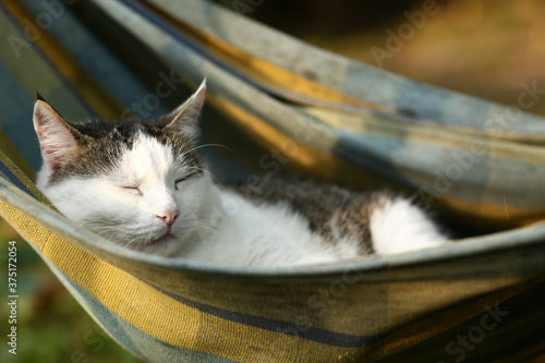 country funny cat outdoor closeup photo relaxing in hummock