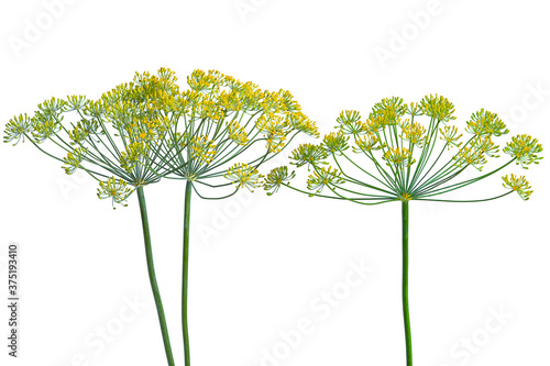 flowering dill branch on white background