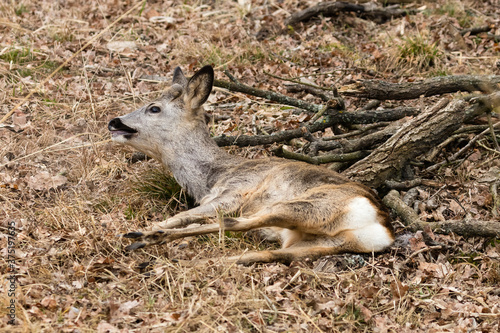 Sarna Capreolus ranna w lesie