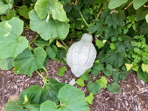  blue hubbard squash in the garden