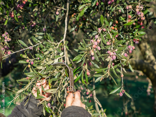 harvesting arbequina olives in an olive grove, with a comb-like tool