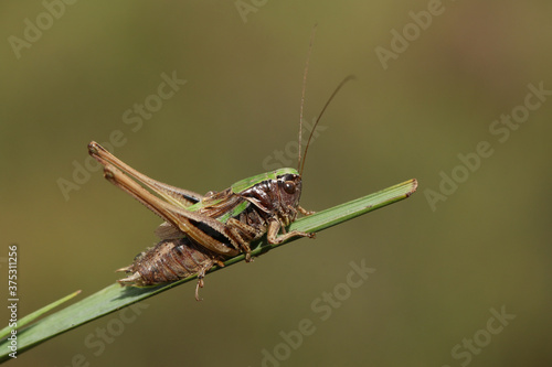 A rare Bog Bush Cricket, Metrioptera brachyptera, resting on a blade of grass.