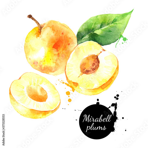 Watercolor mirabelle plums fruit illustration. Vector painted isolated superfood on white background