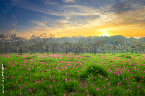 Siam tulip field (Dok Krachiew flower field) during sunrise time at Sai Thong National Park at Chaiyaphum in Thailand.