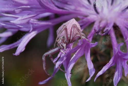 Lila Krabbenspinne auf einer Blüte / Purple crab spider on a flower