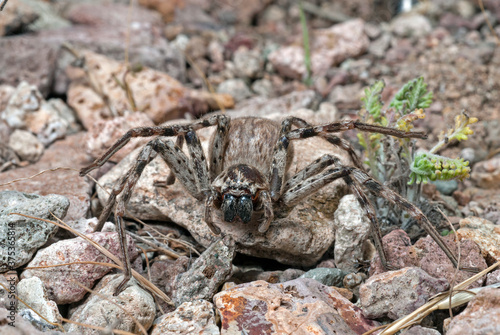 Huntsman spider / Riesenkrabbenspinne (Eusparassus cf. dufouri) - Andalucia, Spain
