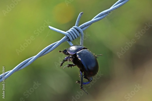 Von einem Neuntöter (Lanius collurio) auf Stacheldraht aufgespießter Mistkäfer