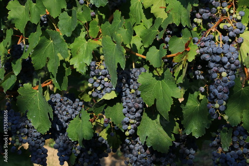 Bunches of black grapes for the production of Lambrusco wine, emilia romagna, italy