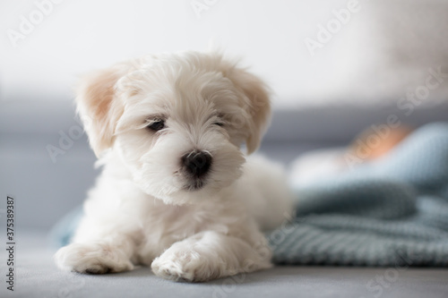 Cute little maltese dog puppy, sitting on the couch at home, looking at camera