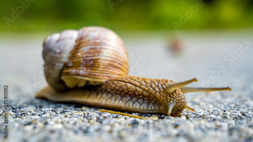 Ślimak winniczek (Helix pomatia) – gatunek lądowego ślimaka płucodysznego z rodziny ślimakowatych