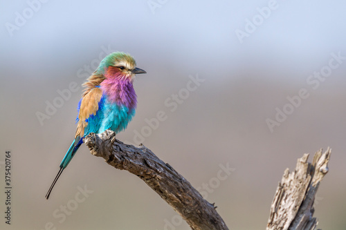 Lilac breasted roller isolated in natural background in Kruger National park, South Africa ; Specie Coracias caudatus family of Coraciidae